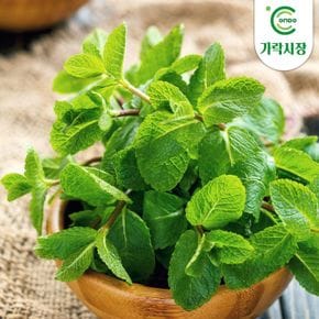 [온도씨]가락시장 당일경매 애플민트 1팩(약10g)[36118278]
