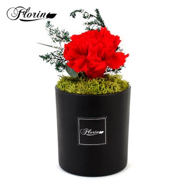 포커시스 [Florin] 천일화 원형 카네이션 레드/ 프리저브드 플라워/ 드라이 생화 Florin-oro-12121-RD