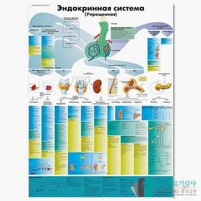 3B Scientific 내분비계 인체해부차트 VR1638 Endocrine System 병원액자