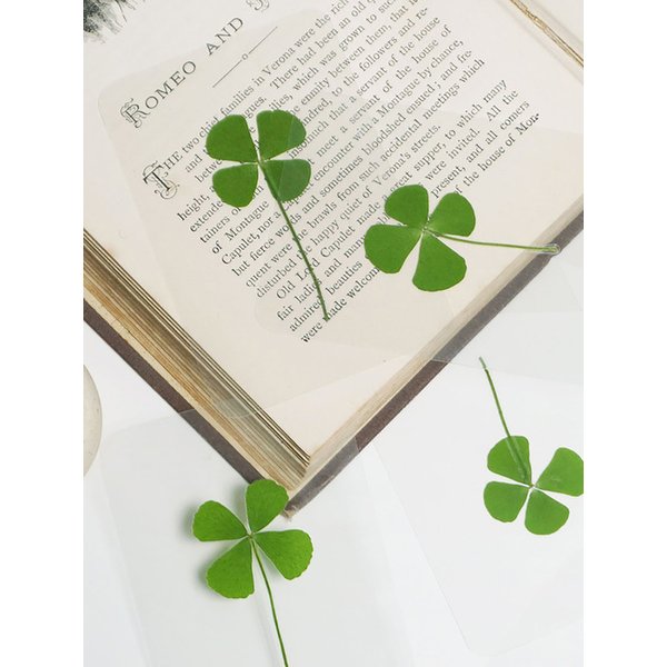 행운의 네잎클로버 압화 코팅 카드