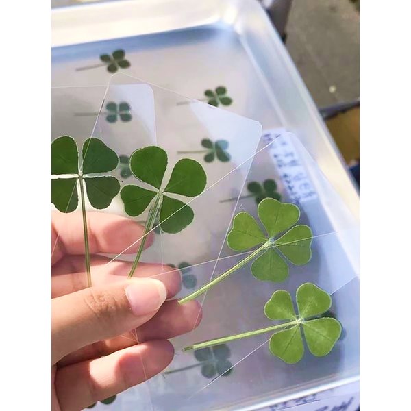 행운의 네잎클로버 압화 코팅 카드