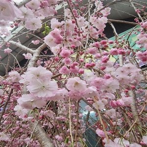  착한가격 나무생각 / 수양 분홍겹벚나무 / R3 / 개화주 / 개별택배