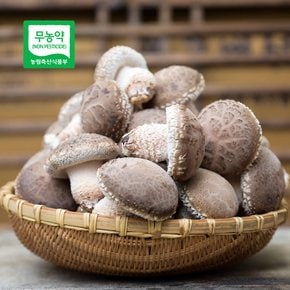 충북 증평에서 자란 무농약 송화고버섯 1kg(중품)