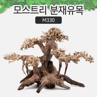 샘아쿠아 모스트리 분재유목 (S) M330/ 수초 활착 유목