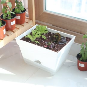 사각 저면관수화분 베란다 미니텃밭