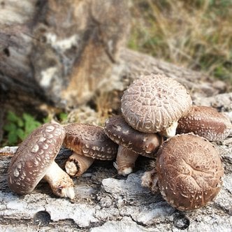 미스터팜팜 유기농 참나무원목 생 표고버섯 1kg 특상