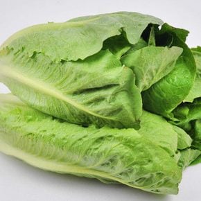 당일수확! 로메인 상추 2kg