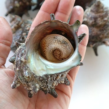 통영 바다드림 싱싱한 통영 자연산 뿔소라 1kg (8~14미 내외) / 통영직송