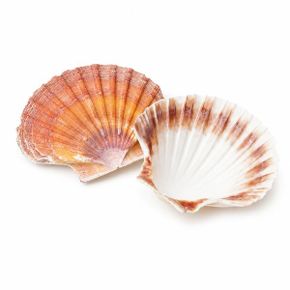 장식용조개껍질 부채조개 칼라r