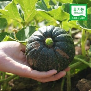 제주 모슬포 유기농 미니밤호박 1kg