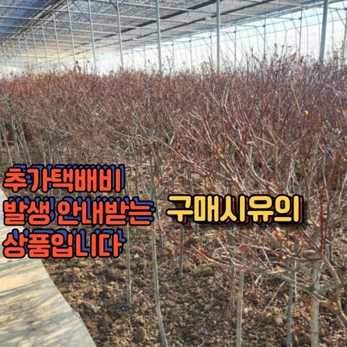 추가이미지1