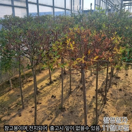 추가이미지4