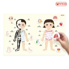 자석이 붙는 인체 포스터 (나의 몸) (40x60) /학습벽보/병원놀이/장기/뼈