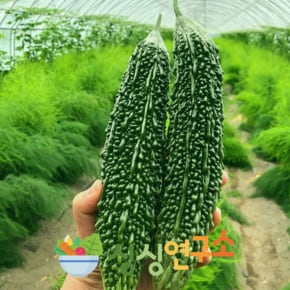 [새벽수확 특품] 경남거창 햇 여주 1kg 생여주