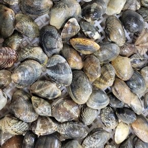 남해안 왕 바지락 1kg(60미내외)
