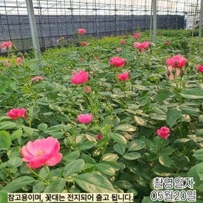 사계줄장미 덩굴장미 (레오나르도 다빈치) (겹안젤라)  개화주 망포트