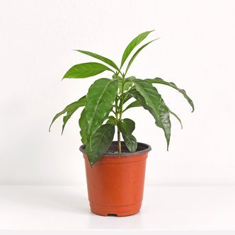 마이플랜트 커피나무 식물 모종 소품