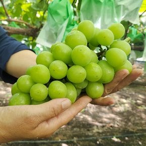 [생산자직송] 향수옥천 박만호님의 망고향 샤인머스캣 2kg