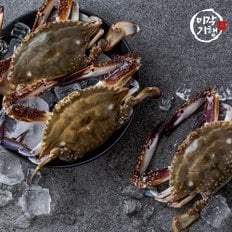 미각기행 제철 대박 활 꽃게 2kg(6-10미)
