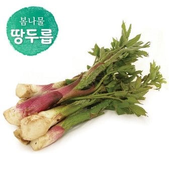 명가일품 [살랑살랑봄나물] 향긋한 땅두릅 500g