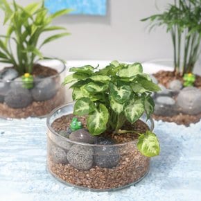 원형 유리 수경재배 DIY 실내공기정화식물 인테리어 화분