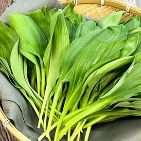 강원도 평창 생 명이나물 산마늘 생채 1kg[35130434]