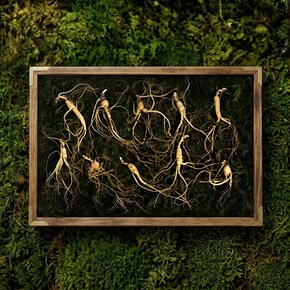 강원도 산양산삼 7-8년근 10뿌리