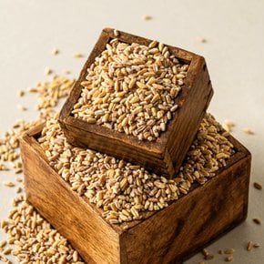 [부지런한농부] 듀럼밀 (고대이집트밀) 800g