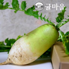아삭 달큰한 국내산 무우 3kg