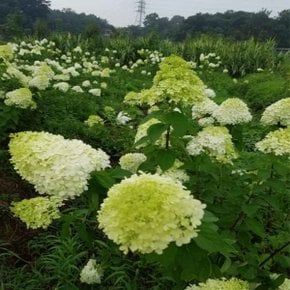 착한가격 나무생각 / 목수국 / 라임라이트 / 50~60cm / 개화주