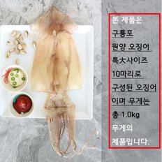 마른오징어 포항 구룡포 말린 포항 오징어 10미 1kg 마른