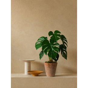 [Still Green] Monstera Deliciosa Vintage Clay Pot