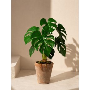 [Still Green] Monstera Deliciosa Vintage Clay Pot