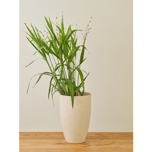 Add Image 1