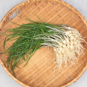 달래 500g