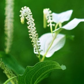 삼백초차 티백 국내산 삼백초 잎 뿌리 차 50티백