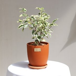 무늬벤자민 매그놀리아 테라코타 토분 실내공기정화식물