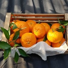 제주푸드마씸 제주 화산송이 레드향 4.5kg (실속형 대과, 13-20과)