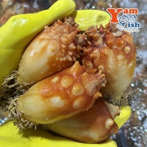 멍게 1kg 제철 활멍게