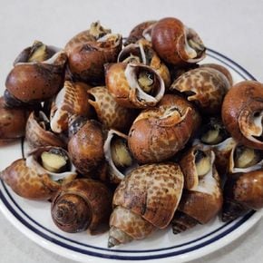 쫄깃 자숙 범고동 1kg[35079927]