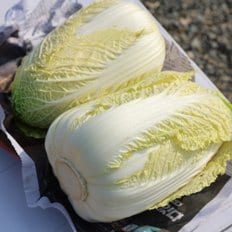 해남 알배기 배추 알배추 특 /6포기