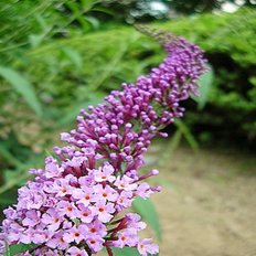 착한가격 나무생각 / 붓드레아(붓들레아) / 3치 포트 / 5주