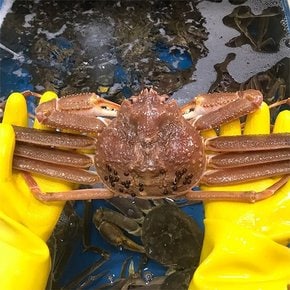 [활 대게] 동해안 최고급대게 생물 3마리(중/9-9.4cm)