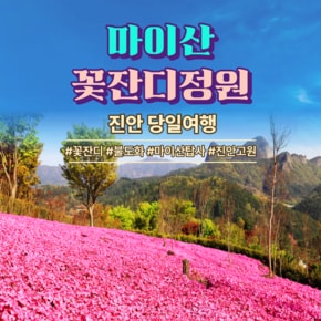 [당일여행] 진안 마이산&꽃잔디 여행 황금나무와 여행친구들