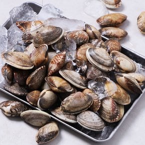 산지직송 남해안 활 바지락 1kg