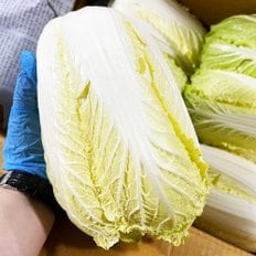 새벽시장 국내산 알배추 알배기배추 알배기 배추한통 쌈배추  12개
