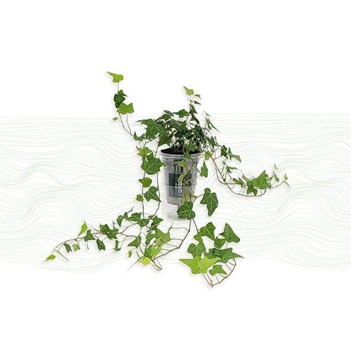 [경성꽃집개화기] 아이비 실내 공기정화 식물 선물(1)