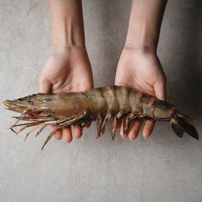 프리미엄 킹타이거새우 1미 35cm(290-359g) 킹블랙타이거새우