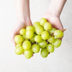 탱글탱글 달콤한 호주산 애플청포도 800g