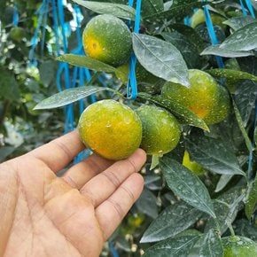 고당도 제주 하우스 감귤 1kg 프리미엄과 S